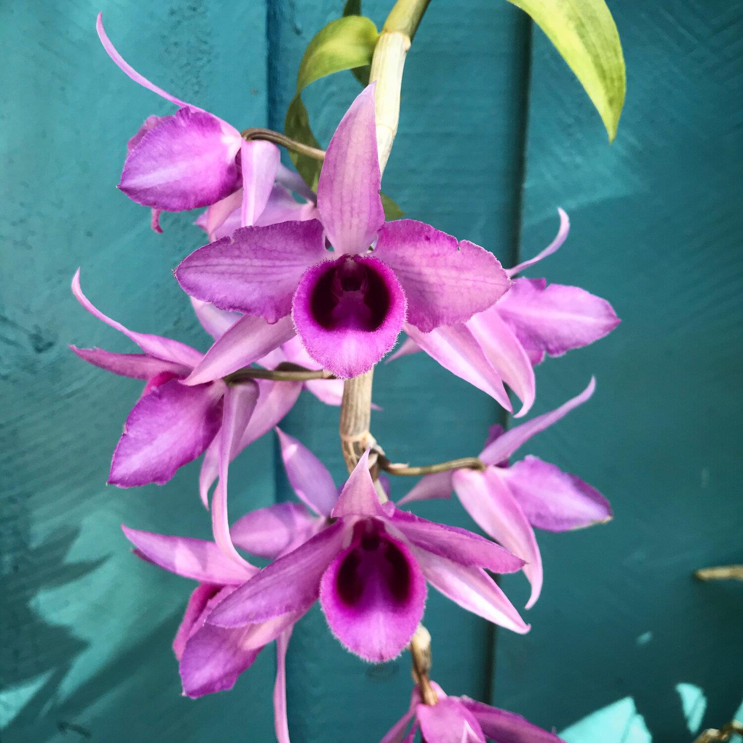 Dendrobium anosmum - סחלבים