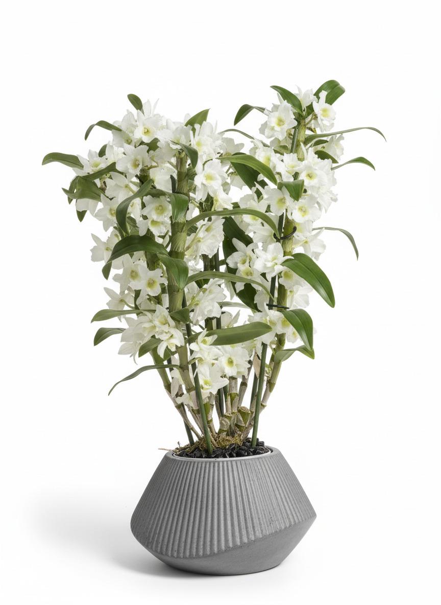 סחלב דנדרוביום