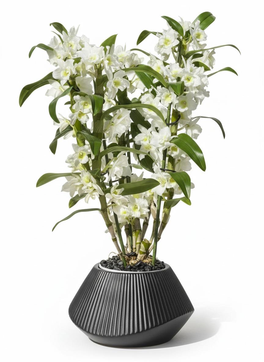 סחלב דנדרוביום