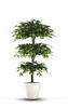 פרשליין - צמחיה מלאכותית - צמחים מלאכותיים - עץ פיקוס מלאכותי
