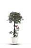 פרשליין - צמחיה מלאכותית - צמחים מלאכותיים - עץ קמליה מלאכותי