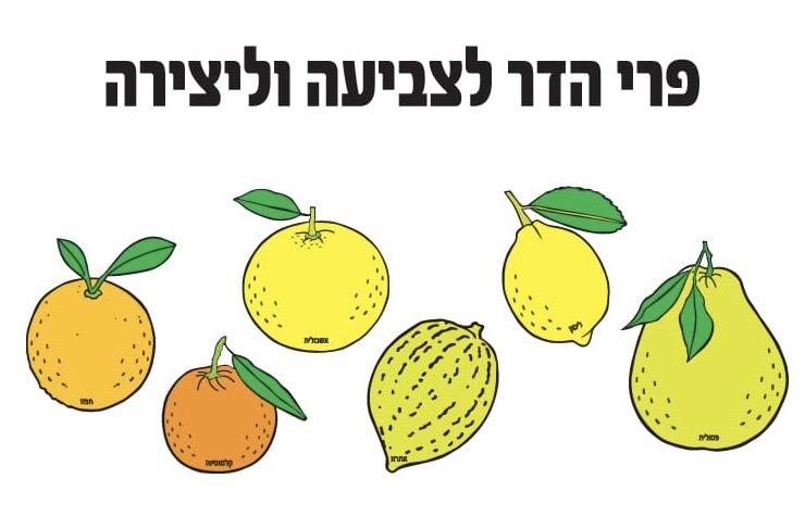 עבודת יצירה פרי הדר לצביעה - 36 יח׳
