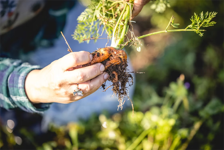 שיכון ובינוי נטיעות 2026
