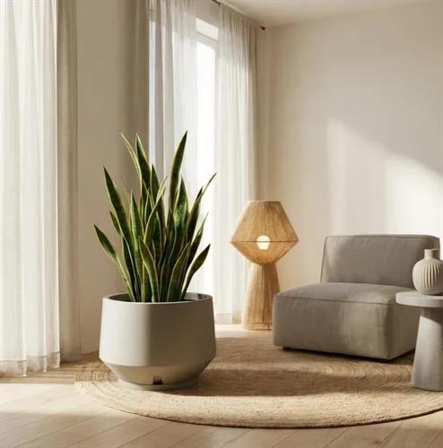 ברלים ברלים