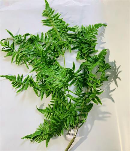 עלים ירוקים C10