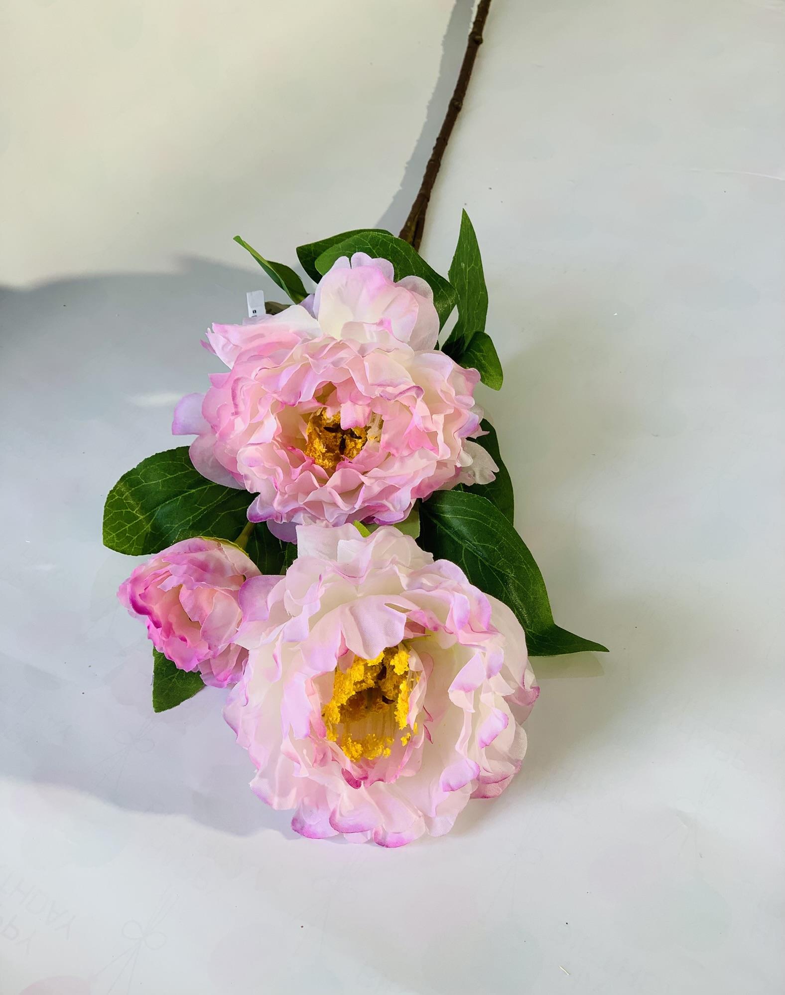 שושנה 3 בגבעול ורוד