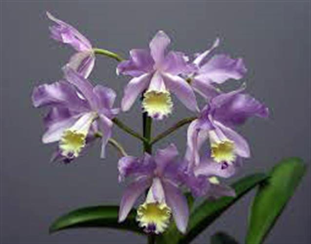 (Cattleya minerve (lodigesii x bowringiana (Cattleya minerve (lodigesii x bowringiana