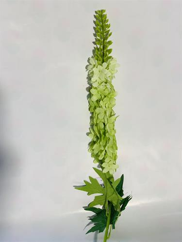 גבעול כחול מעוך