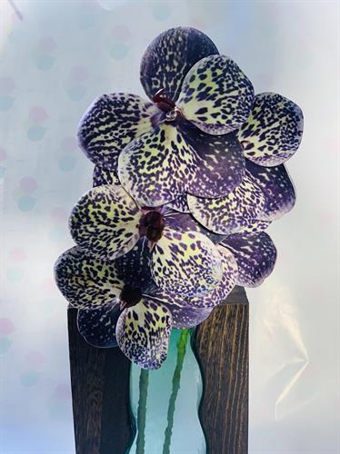 שושנה סגול בהיר