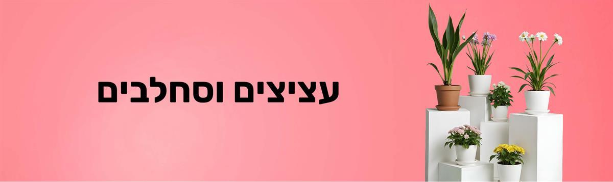 פרחי בשמת האתר הרשמי | פרחים בשדרות