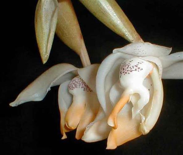 Stanhopea tricornis