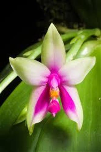 Phalaenopsis bellina