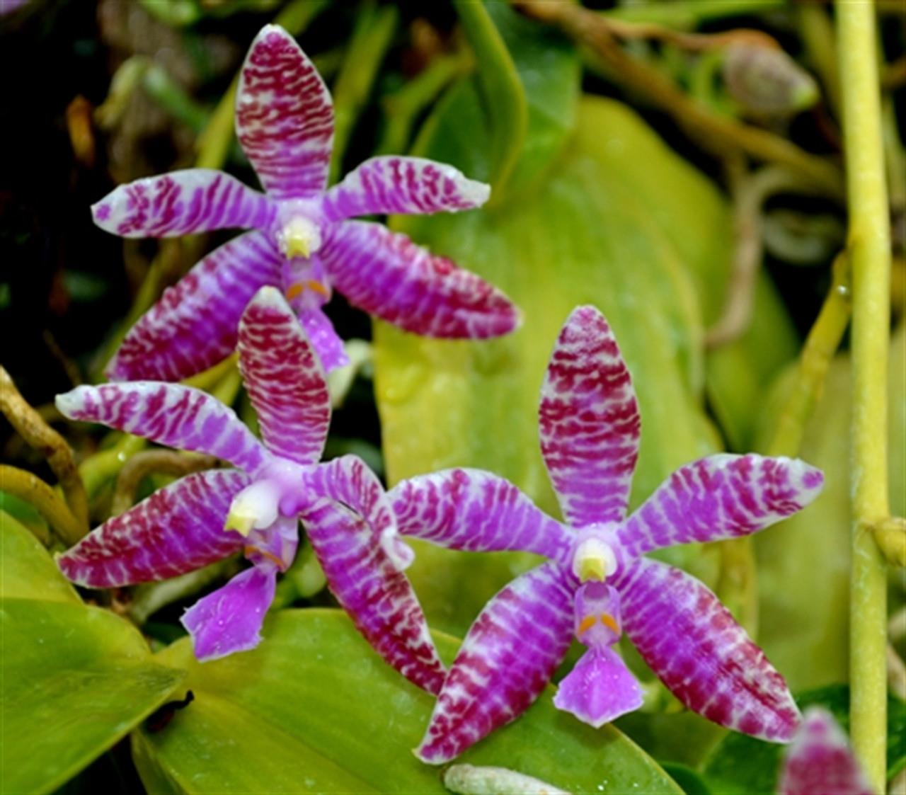 Phalaenopsis luedemmaniana