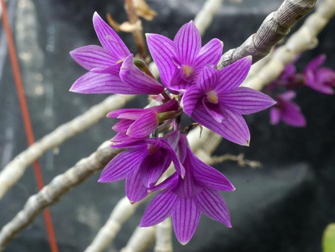 Dendrobium Myakei