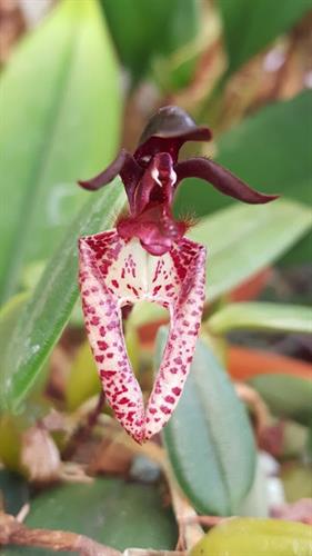 Bulbophyllum lassiochilum dark