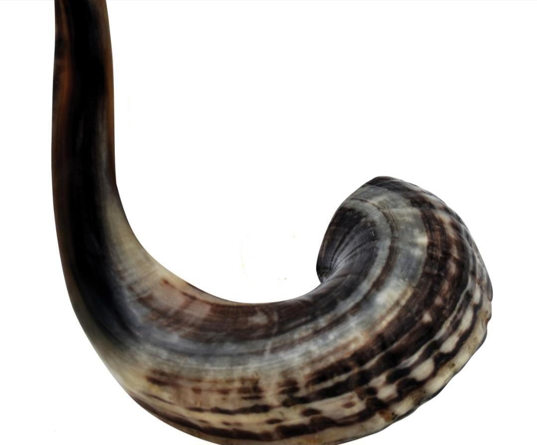 שופר חצי מעובד