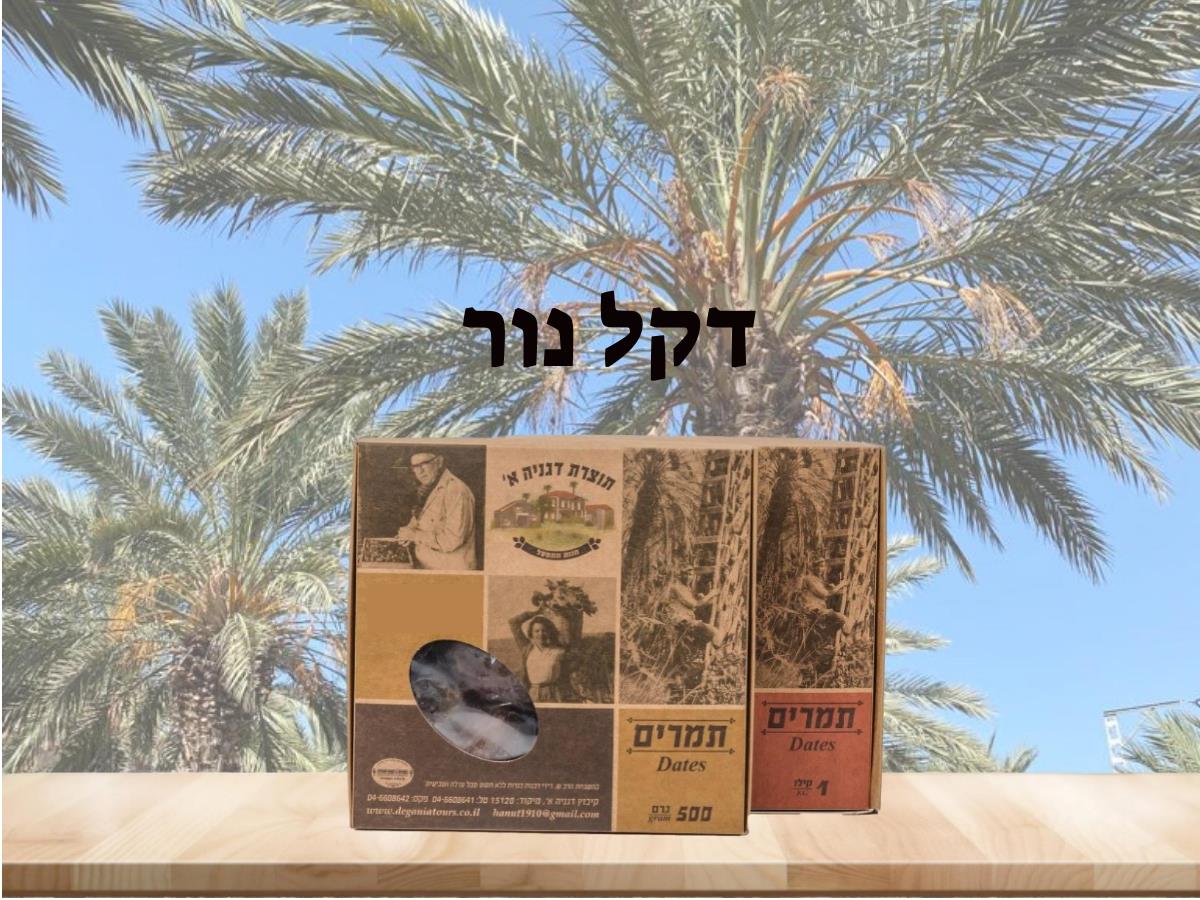 תמר דקל נור - תוצרת דגניה א תמר דקל נור - תוצרת דגניה א