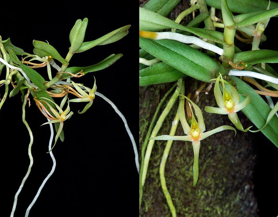 Angraecum moandense