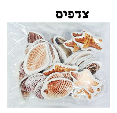מדבקות סול צדפים