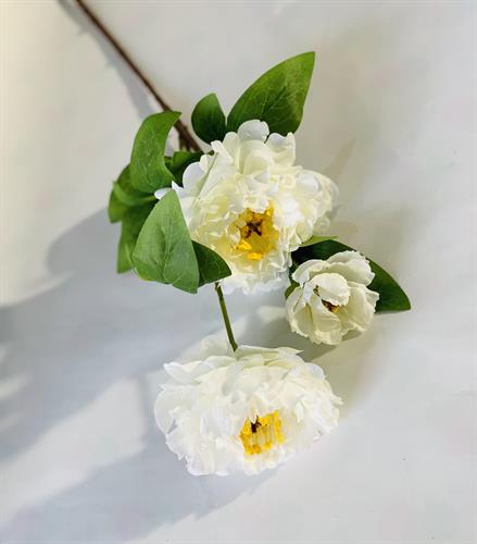 שושנה 3 גבעול לבן