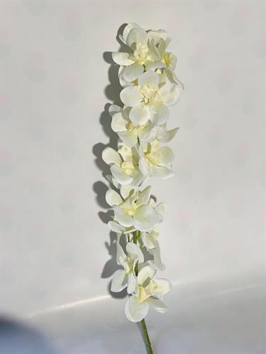 עלים צבעוני לבן #3