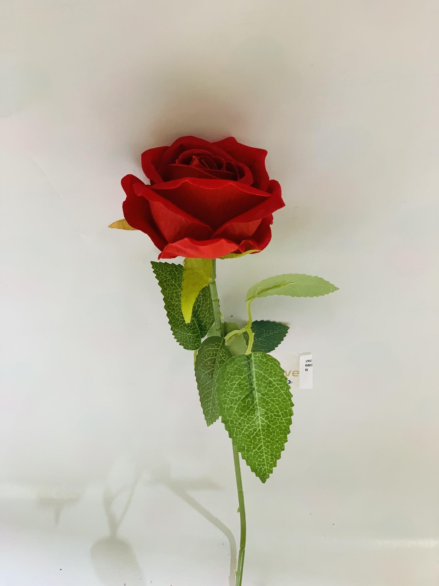 שושנה אדום בהיר