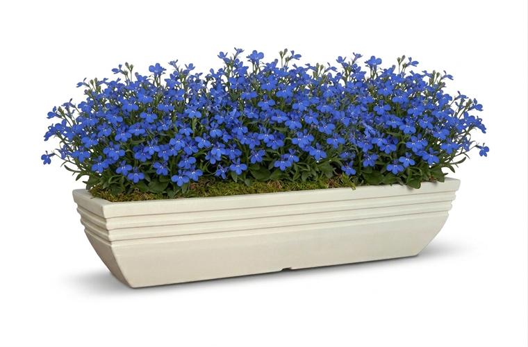 אדנית אסתרייטה