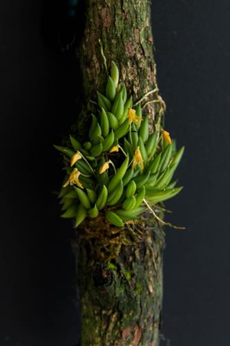 Pleurothallis leptotifolia