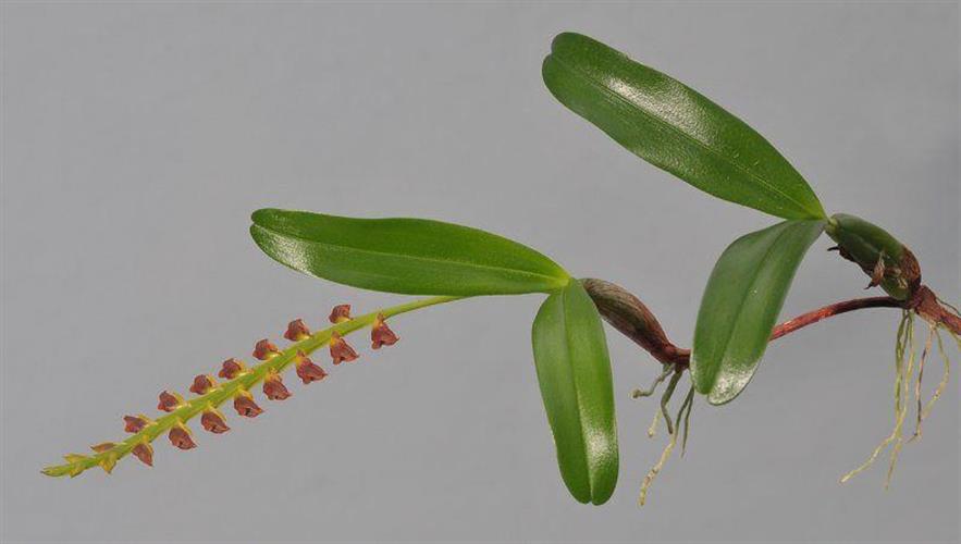 bulbophyllum oreonastes