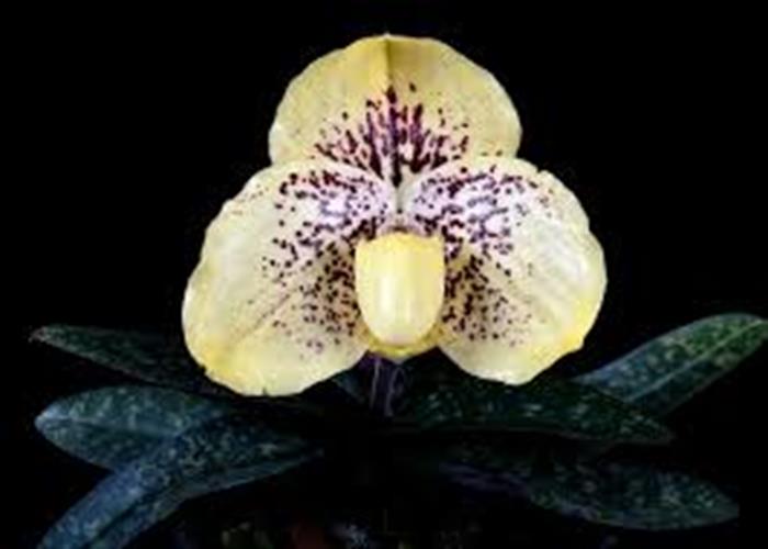 Paphiopedilum wellesleyanum X leucochillum Paphiopedilum wellesleyanum X leucochillum
