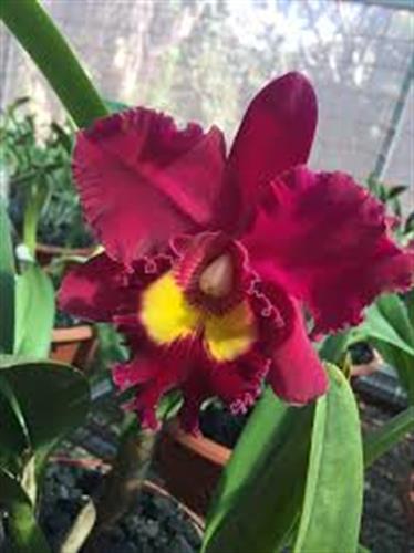 Cattleya san yang Ruby Grand Dragon Cattleya san yang Ruby Grand Dragon