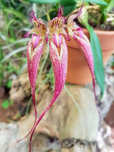 Bulbophyllum rotschildianum x appendiculatum
