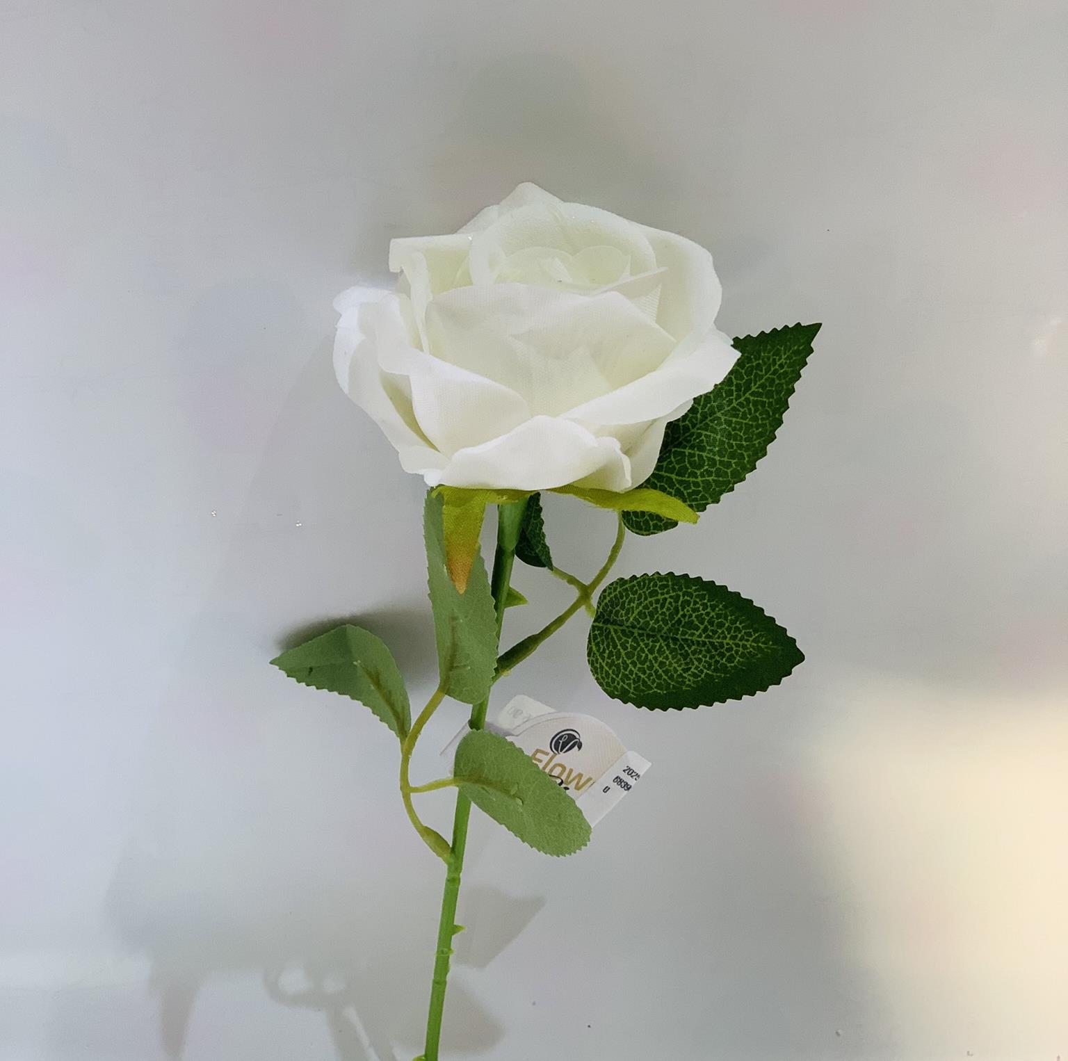 שושנה לבן #4