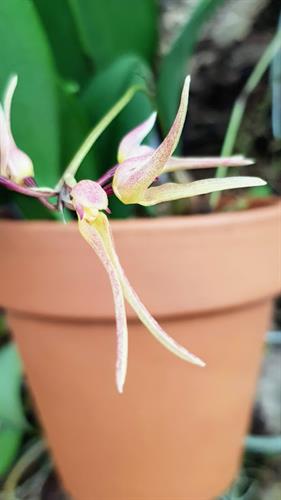 Bulbophyllum macraeii