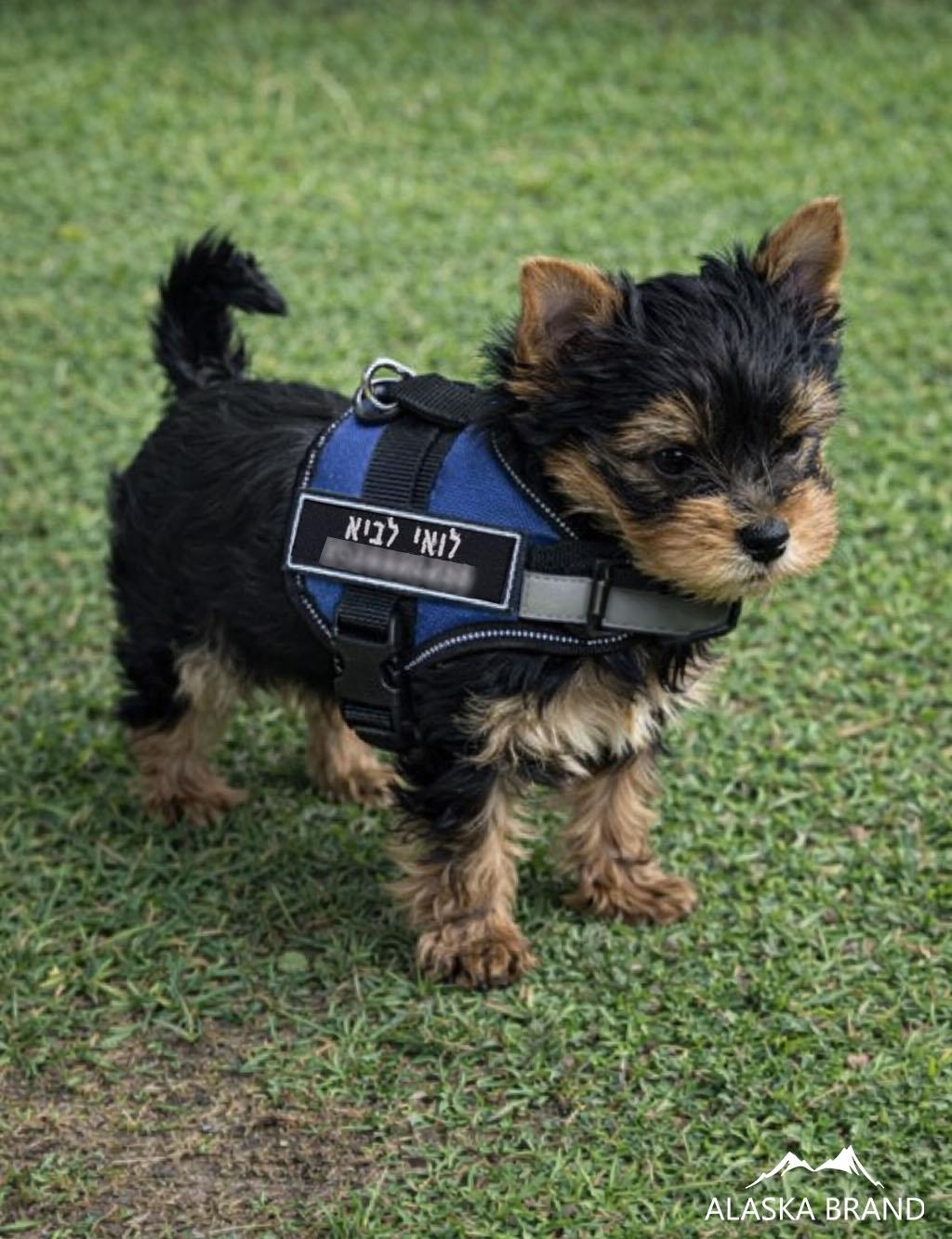 רתמה \ רצועת גוף איכותית לכלב + פאצ' בתוספת רקמה אישית! רתמה \ רצועת גוף איכותית לכלב + פאצ' בתוספת רקמה אישית!