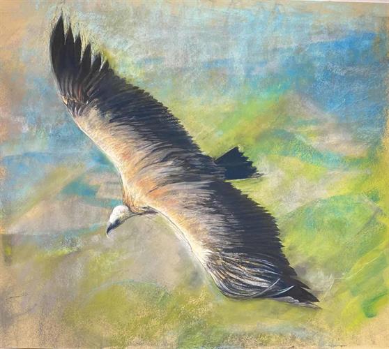 Eagle, 2023, chalk on paper, 90x90 cm