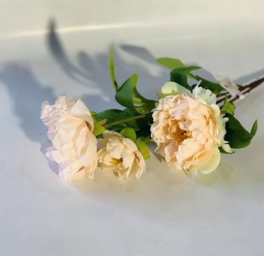 שושנה 3 בגבעול קרם #4