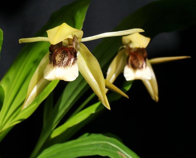 Coelogyne celebensis Coelogyne celebensis