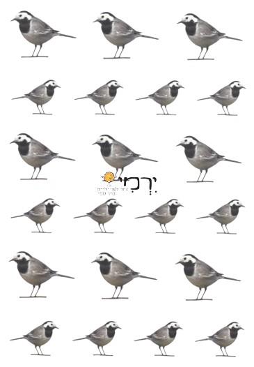 מדבקות נחליאלי