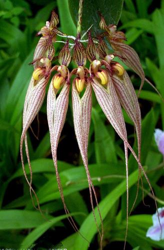Bulbophyllum louis sanders