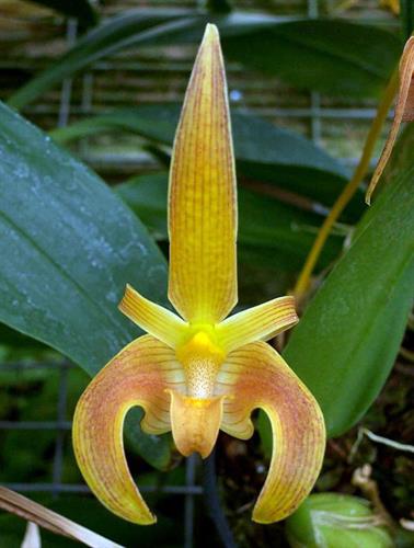 Bulbophyllum lobii