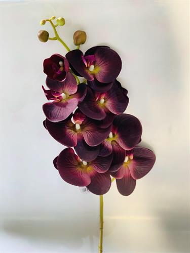 סחלב סגול #3