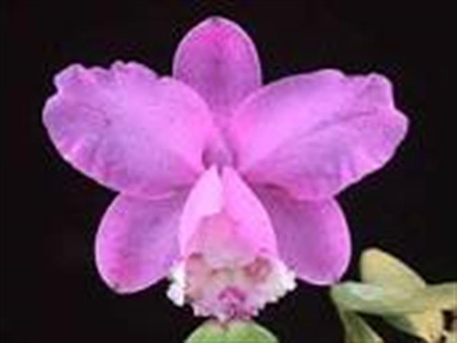 Cattleya loddigesii aranda