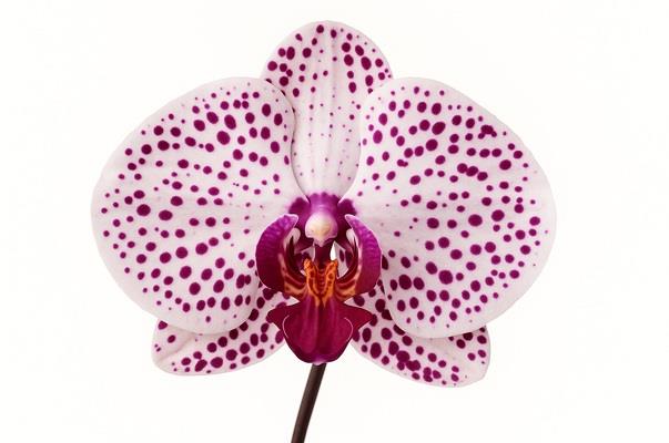 סחלב פלאנופסיס