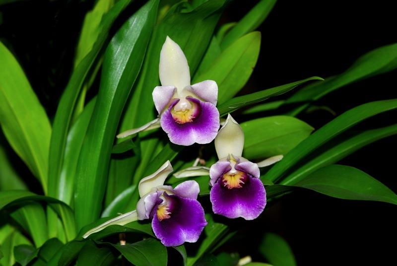 Cochleanthes discolor Cochleanthes discolor