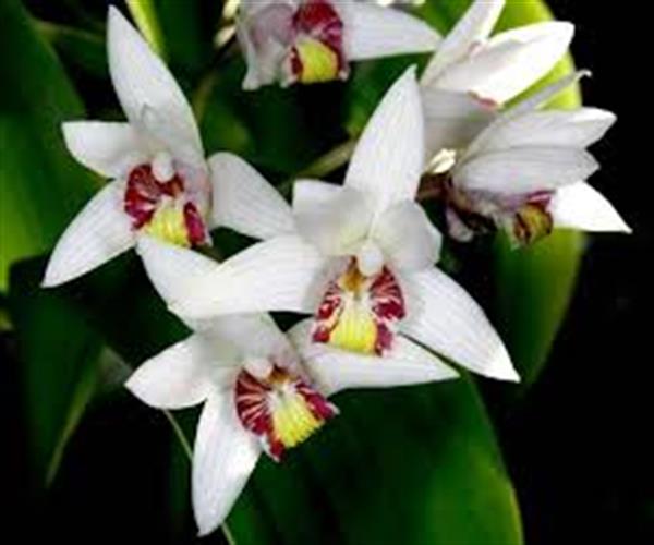 Eria coronaria Eria coronaria