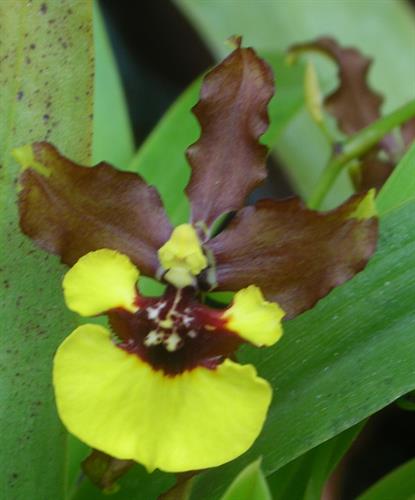 Oncidium eurycline
