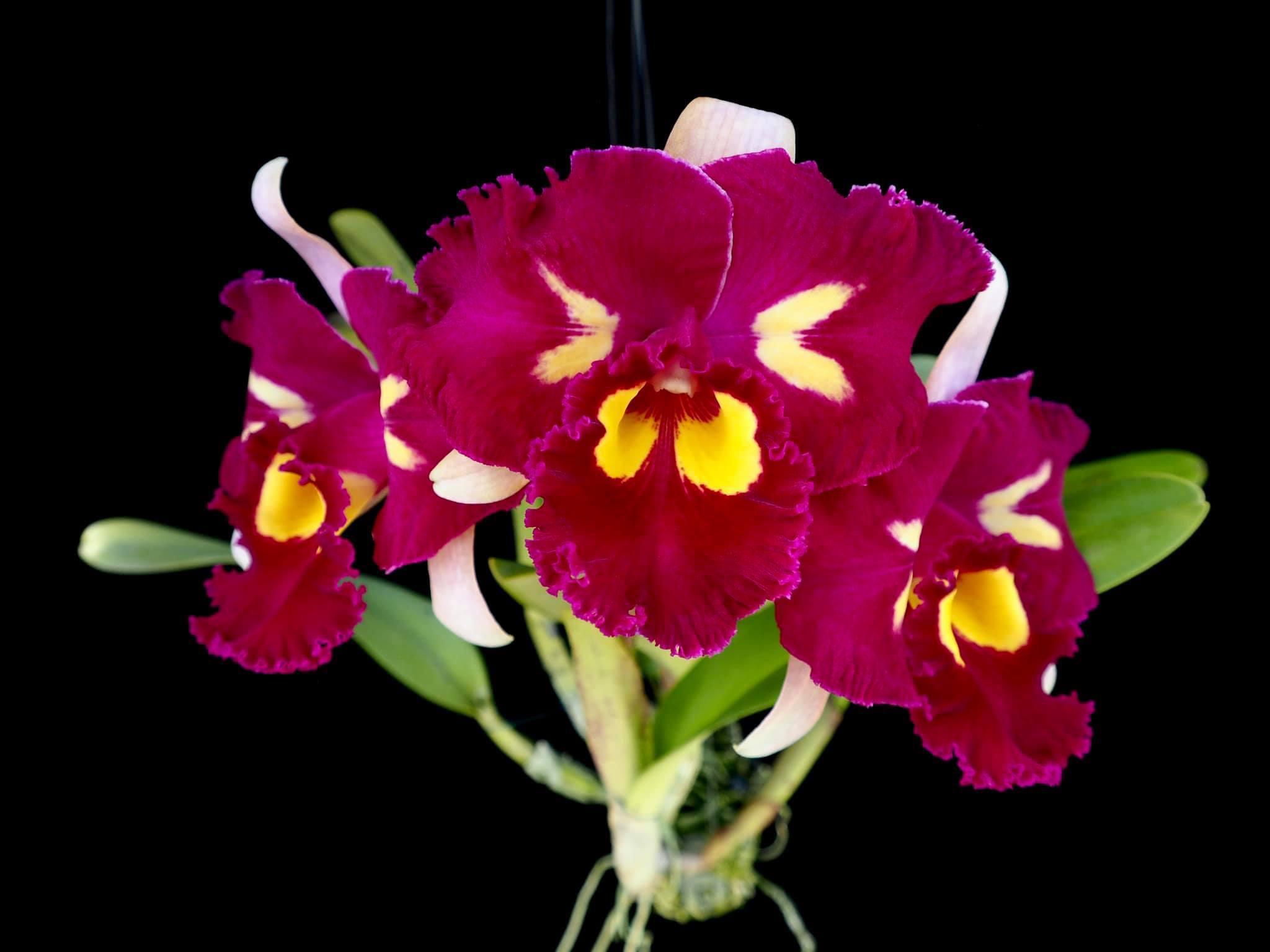 Cattleya Chinese beauty Cattleya Chinese beauty