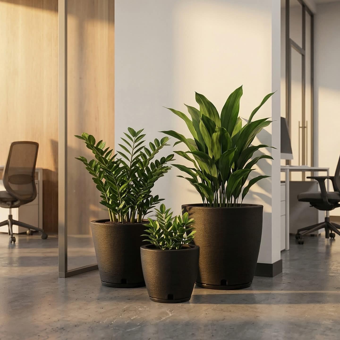 אמסטרדה אובל