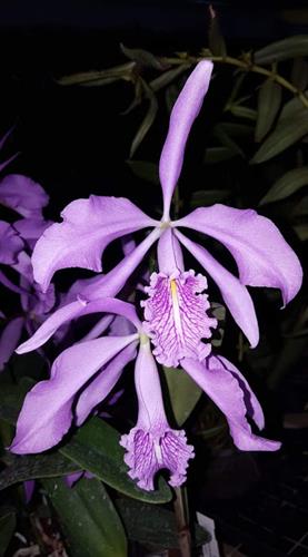 Cattleya maxima dart vader x tipo escuro Cattleya maxima dart vader x tipo escuro